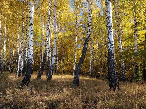 Осиново Березовая роща