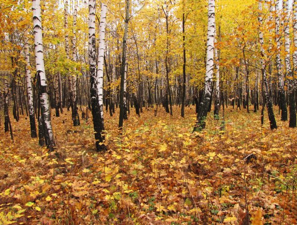 Отговорила роща Золотая