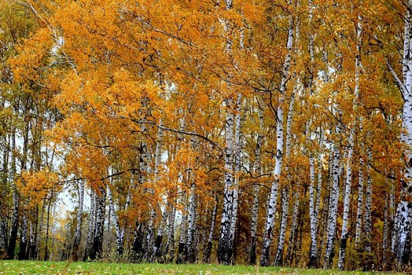 «Осенью в роще»