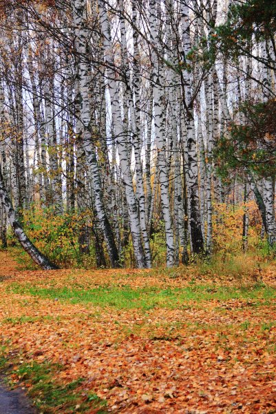 Березняк, Березовая роща