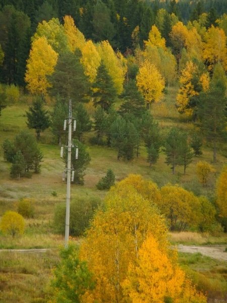 Березняк осенью