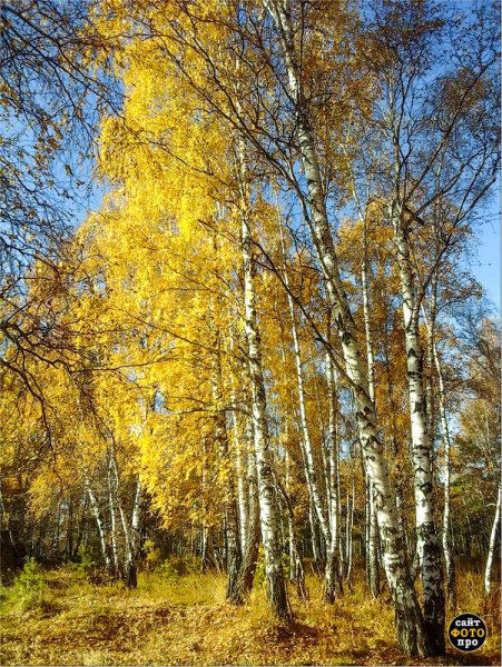 Золотая осень