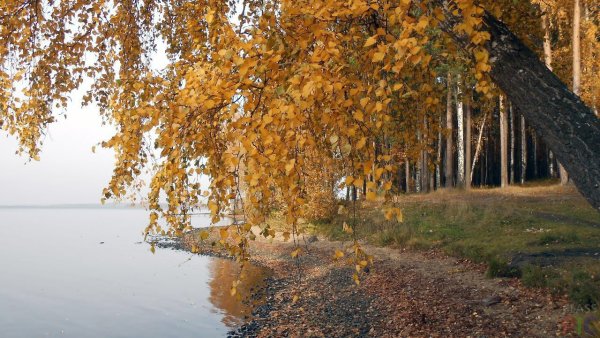 Березы на берегу осень