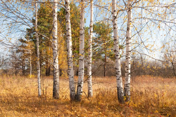 Береза поздняя осень