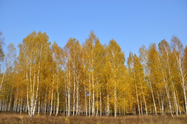 Деревья Якутии береза