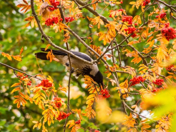 Осенние Березняки Пантелеев