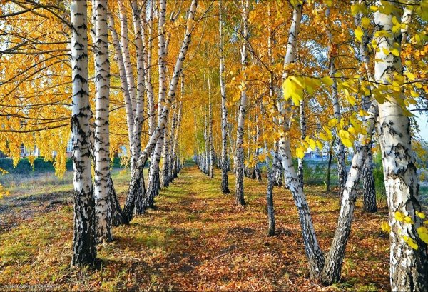 Береза осенью