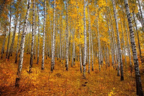 Осенний лес средней полосы
