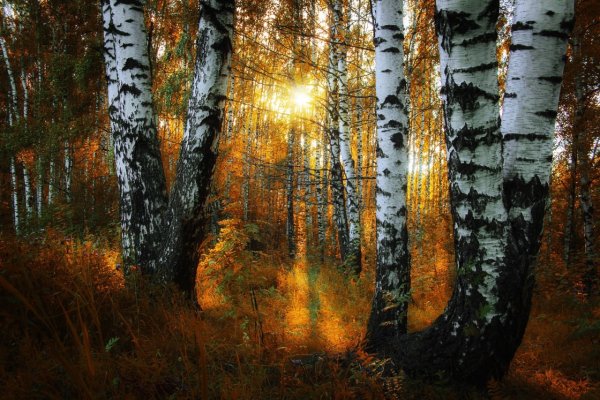 Березовый лес Брянск