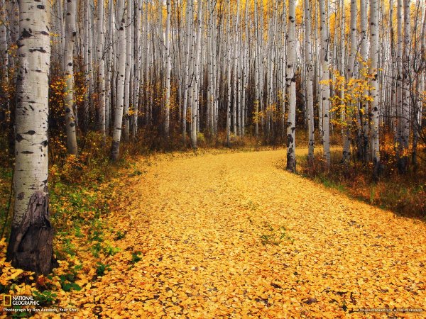 Левитан Осиновая роща