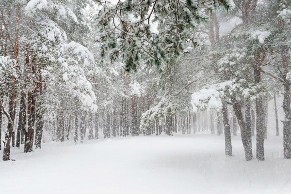 Вьюга в лесу