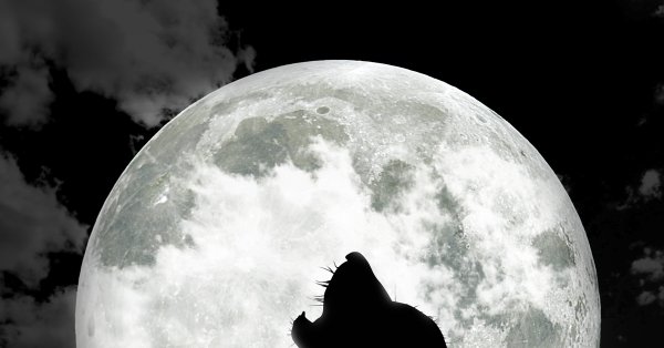 Полнолуние и волки фото