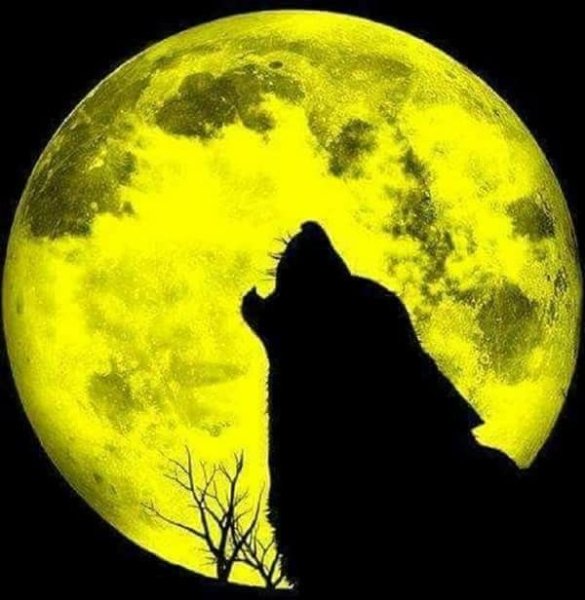 Полнолуние и оборотни