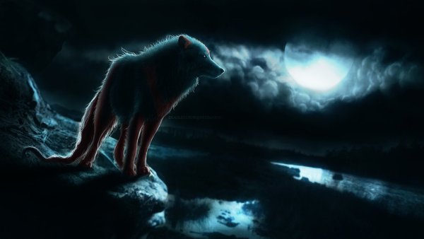Волк в ночи