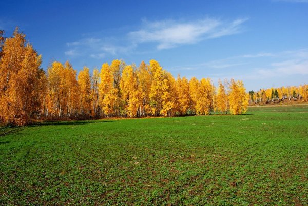 Осеннее поле