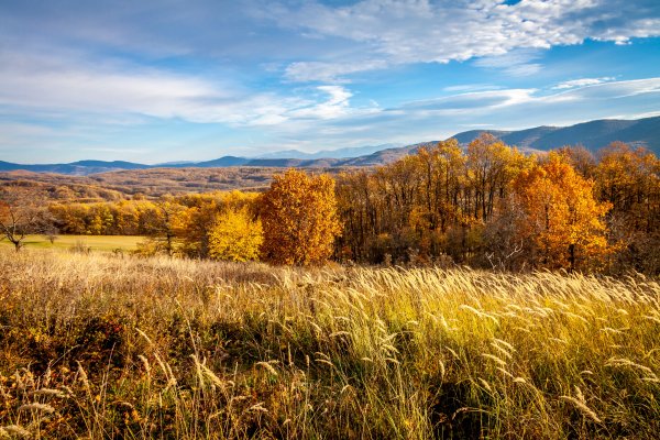 Осеннее поле