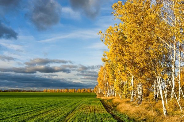 Поле осенью