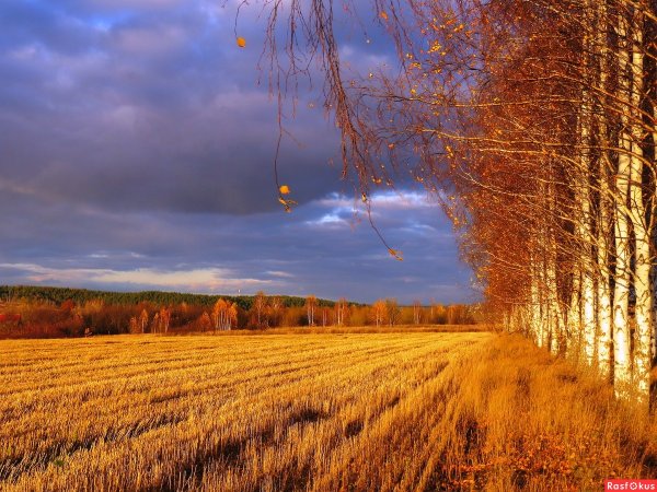 Поле осенью