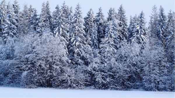 Леса густые зимой