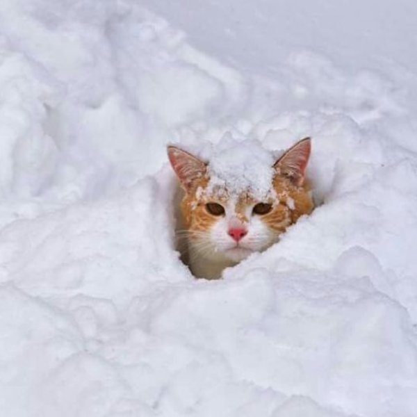 С 1 днем зимы от