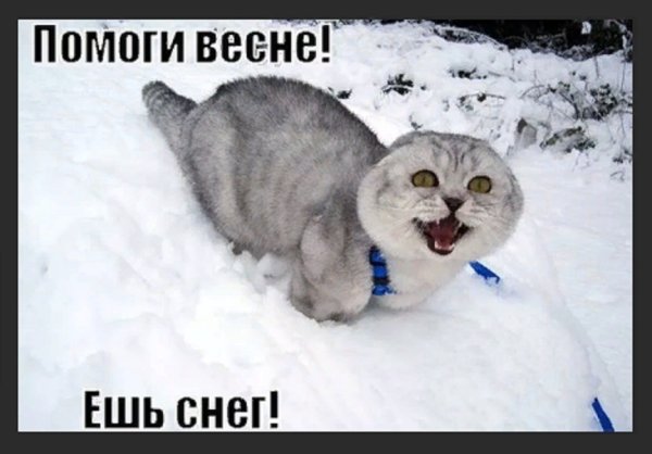 Помоги весне ешь снег