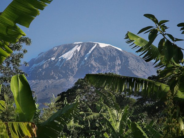 Килиманджаро джунгли