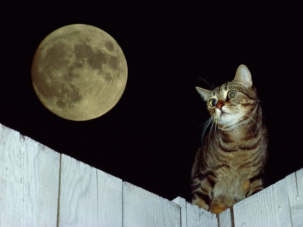 Кошка Луна