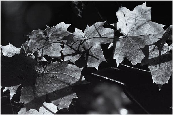 Листопад черно белый