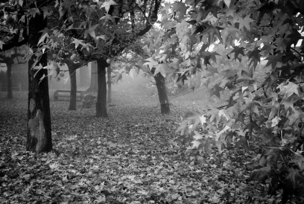 Черно белая осень