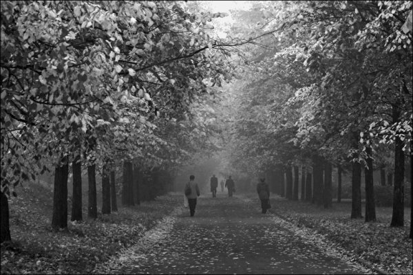 Парк черно белый