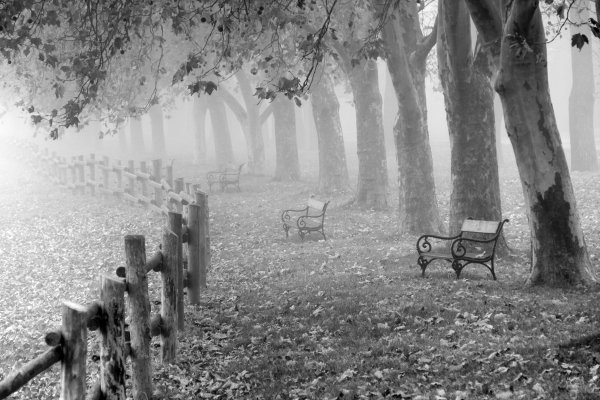 Осень черно белые картинки