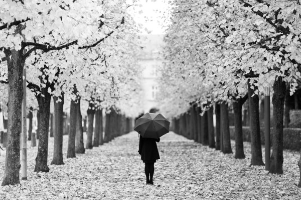 Чёрно-белая картина осень