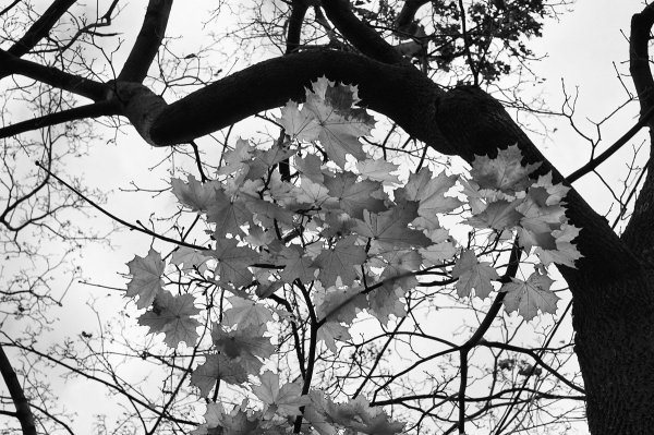 Осень в черно белом цвете