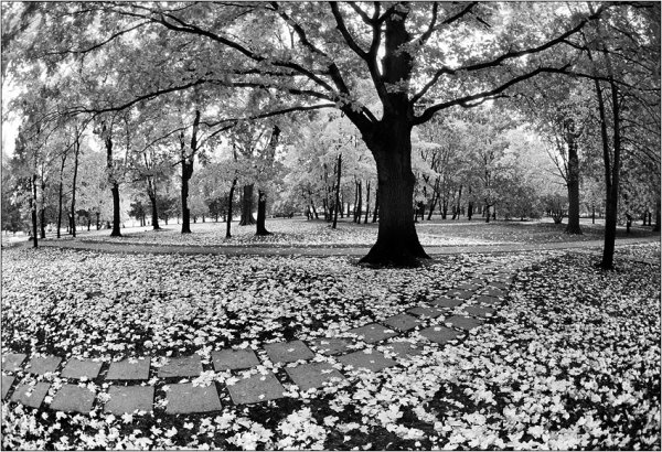 Парк черно белый