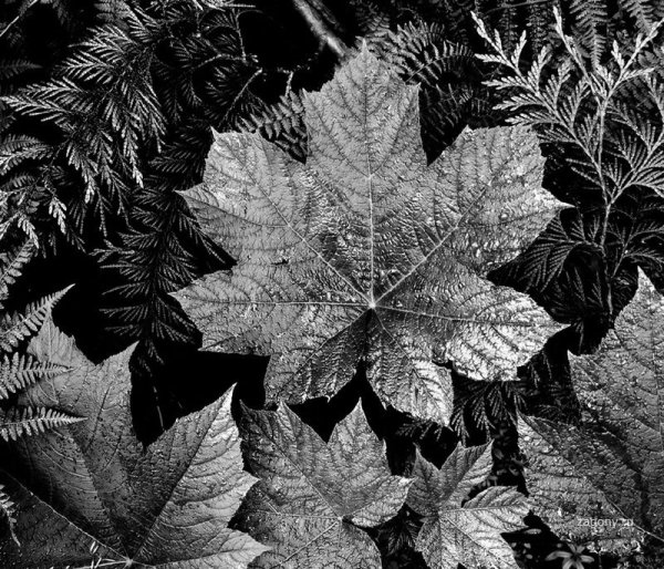 Черно белая листва