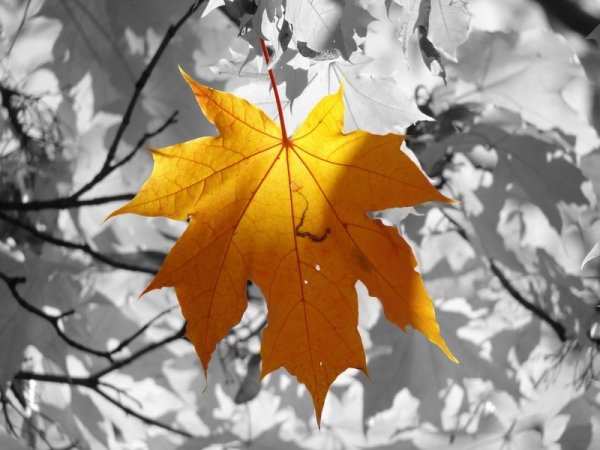 Белая осень