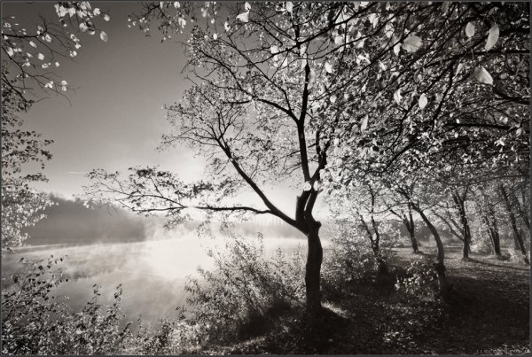 Природа в серых тонах