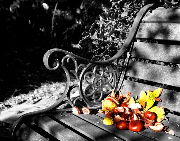 Осень в черно белых тонах