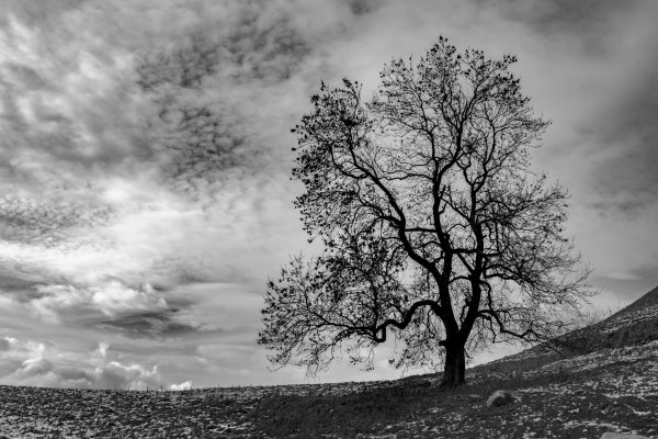 Пейзаж с деревьями