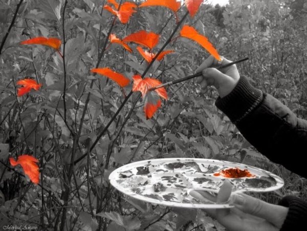 Черно белая осень