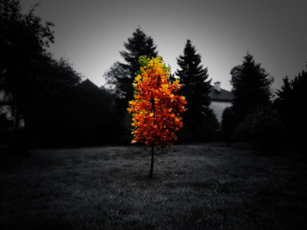 Осень в темных тонах