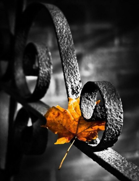 Черно белая осень с цветными элементами