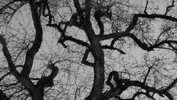 Мрачное дерево