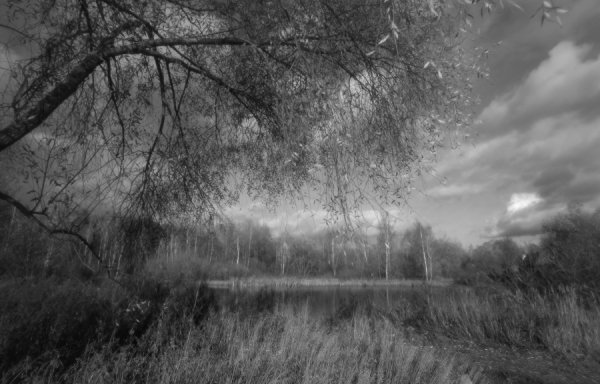 Осенний лес черно белый