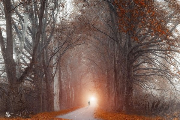 Осенний лес черно белый