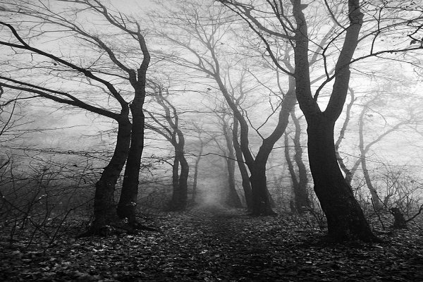 Мрачное дерево