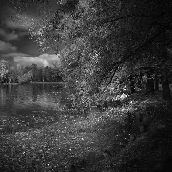 Черно белая осень