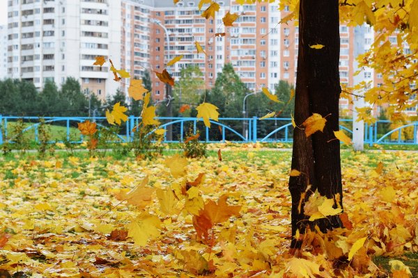 Осенняя листва в городе