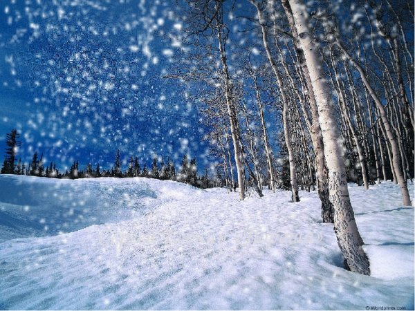 Снежная пороша