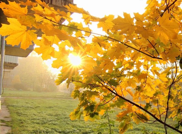 Осеннее утро